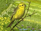 Illustration of Yellowhammer (Emberiza citrinella) (#1312)