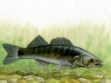 Illustration of Zander (Stizostedion lucioperca) (#0197)