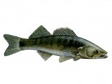 Illustration of Zander (Stizostedion lucioperca) (#2683)
