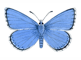 Illustration of Adonis Blue male (Polyommatus bellargus) (#1368)