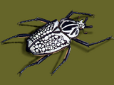 Illustration of African Goliath Beetle (Goliathus orientalis) (#2456)