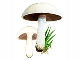 Illustration of Agaricus campestris (#1594)
