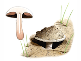 Illustration of Agaricus devoniensis (#1600)