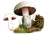 Illustration of Agaricus gennadii (#1617)