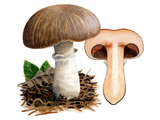 Illustration of Agaricus subfloccosus (#1605)