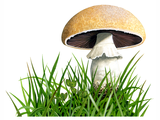 Illustration of Agaricus urinascens var. urinascens (Macro Mushroom) (#1626)