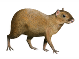 Illustration of Agouti (Dasyprocta punctata) (#4530)