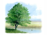 Illustration of Alder Tree (Alnus-glutinosus) (#0124)