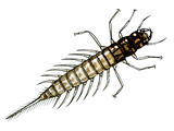 Illustration of Alderfly Larva (Sialis lutraria) (#1024)