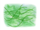 Illustration of Algae (Spirogyra) (#3170)