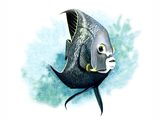 Illustration of Angelfish (Pomacanthus paru) (#0217)