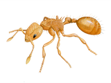 Illustration of Ant (Little Fire) (Wasmannia auropunctata) IH017 (#4625)