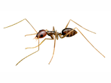 Illustration of Ant (Longhorn Crazy)(Paratrechina longicornis) IH018flat(#4627)