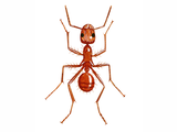Illustration of Ant (red) Myrmica rubra (#1030)