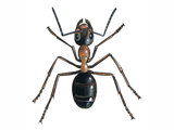 Illustration of Ant (wood) (male) Formica rufa (#4745)