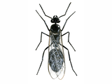 Illustration of Ant (wood Queen) Formica rufa (#1035)