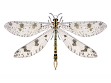 Illustration of Antlion (Palpares libelluloides) (#4648)