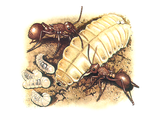 Illustration of Ant (Red) & Large Blue Caterpillar (Phengaris arion) (#1072)