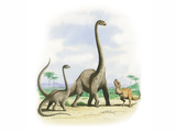 Illustration of Apatosaursus  & Allosaurus (#0085)