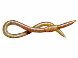 Illustration of Aquatic Earthworm (Sparganophilus tamesis) (#2277)