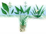 Illustration of Aquatic Plants - Water Plantain (Alisma plantago) Arrpwhead (Sagittaria sagittifolia) (#4354)