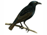 Illustration of Atol Starling (Aplonis feadenis) adult (#2220)