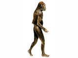 Illustration of Australopithecus (#0515)