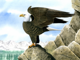 Illustration of Bald Eagle (Haliaeetus leucocephalus) (#0441)