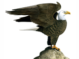Illustration of Bald Eagle (Haliaeetus leucocephalus) (#3646)