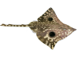 Illustration of Big Skate (Beringraja binoculata) (#3768)