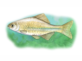 Illustration of Bitterling (European) Rhodeus amarus (#0061)