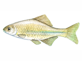 Illustration of Bitterling (European) Rhodeus amarus (#2703)