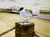 Illustration of Black-headed gull (Chroicocephalus ridibundus) (#3863)