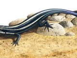 Illustration of Blue-tailed Skink (Cryptoblepharus egeriae) (#0079)