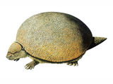 Illustration of Glyptodon (#0587)