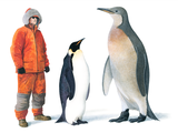 Illustration of Mega Penguin (Palaeeudyptes klekowskii   ..(size comparison with person and emperor penguin) (#2803)