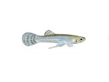 Illustration of Mosquitofish (Gambusia affinis) male (#3878)