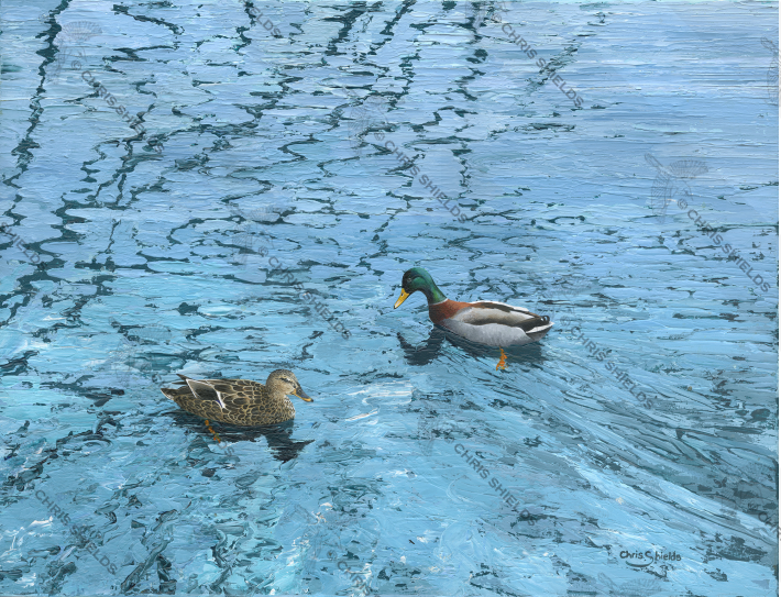 Painting of Mallard Greetings