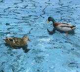 Painting of Mallard Greetings