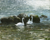 Painting of Swans on Turbulent Waters