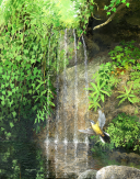 Painting of Wagtail Waterfall